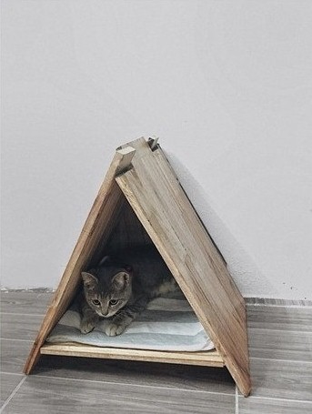nhà cho mèo