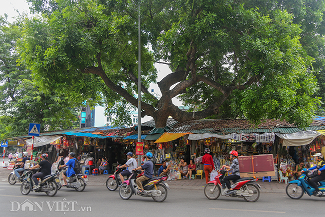 cây cổ thụ mọc đâm xuyên qua nhà ở Hà Nội
