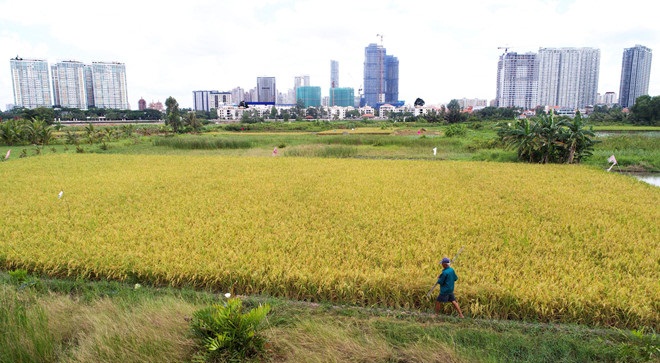 TP.HCM: 11 huyện, quận được chuyển đổi hơn 1.000 ha đất lúa
