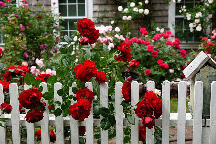 hàng rào màu trắng kết hợp cùng hoa hồng leo