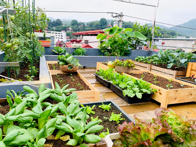 Hình ảnh vườn rau trên sân thượng ở Sơn La
