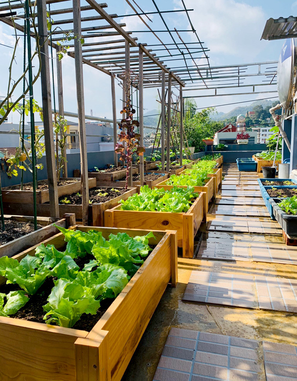 Vườn rau trên sân thượng là một ý tưởng thông minh cho những ai yêu thích đồ ăn sạch và muốn trang trí không gian sống thêm xanh mát. Năm 2024, việc trồng rau trên sân thượng không chỉ đơn thuần là hành động cá nhân, mà còn được các cộng đồng nhận thức rõ hơn về lợi ích của nó trong việc bảo vệ môi trường và sức khỏe con người. Click vào hình ảnh để thấy sự tuyệt vời của vườn rau trên sân thượng.