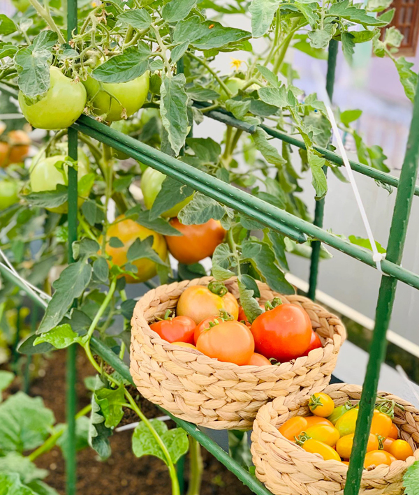 Hình ảnh cận cảnh giàn cà chua thuộc vườn rau sân sân thượng