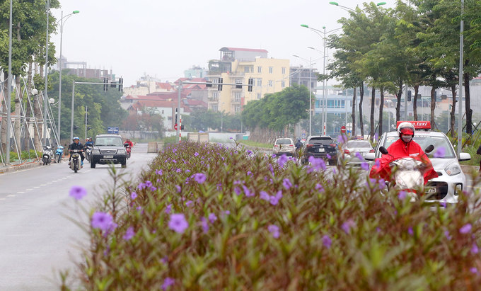 Hình ảnh cận cảnh một đoạn tuyến đường trục ở Hà Nội với cây xanh hai bên, dải phân cách ở giữa trồng hoa