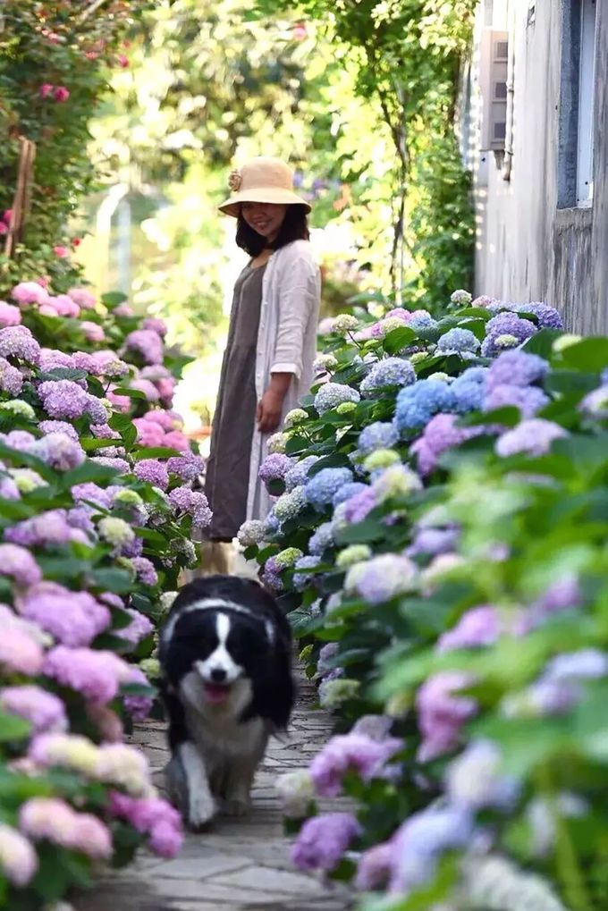 Hình ảnh người phụ nữ và chú chó trên lối đi sân vườn, hoa cẩm tú cầu ngập tràn