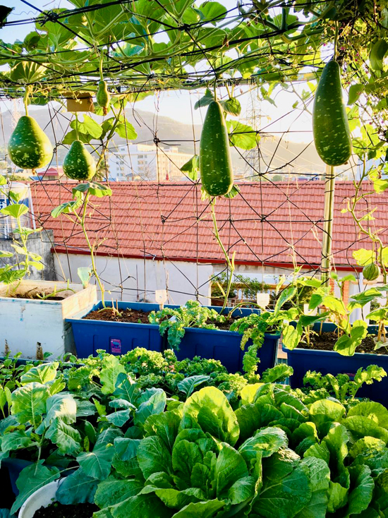 Hình ảnh cận cảnh rau cải trồng trong chậu nhựa, giàn bầu đơm trái trên sân thượng
