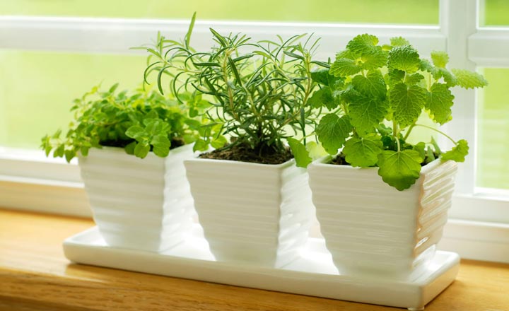 Hình ảnh cận cảnh 3 chậu cây gia vị xanh mát trồng trong chậu màu trắng, đặt trong phòng bếp