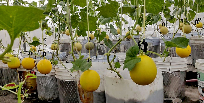 Vườn sân thượng ngập tràn rau quả ở Đồng Nai