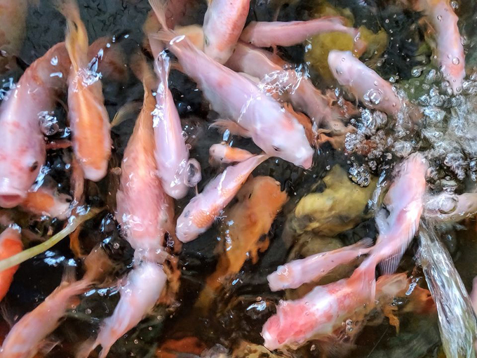 Cận cảnh bể cá với những chú cá màu hồng