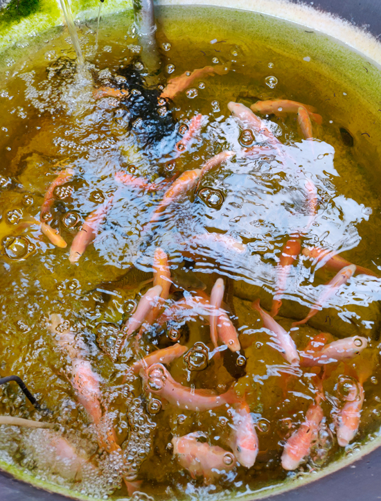 Hình ảnh cận cảnh bể cá trên sân thượng nhà anh Dương ở Đồng Nai
