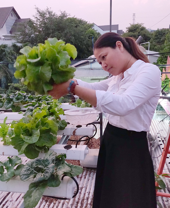 Hình ảnh một người phụ nữ trung tuổi đang thu hoạch rau xà lách trên sân thượng
