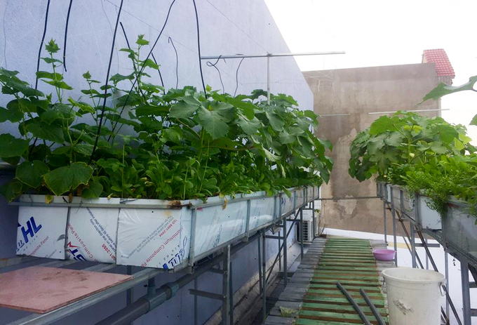 Hình ảnh cận cảnh những chậu trồng rau trên sân thượng
