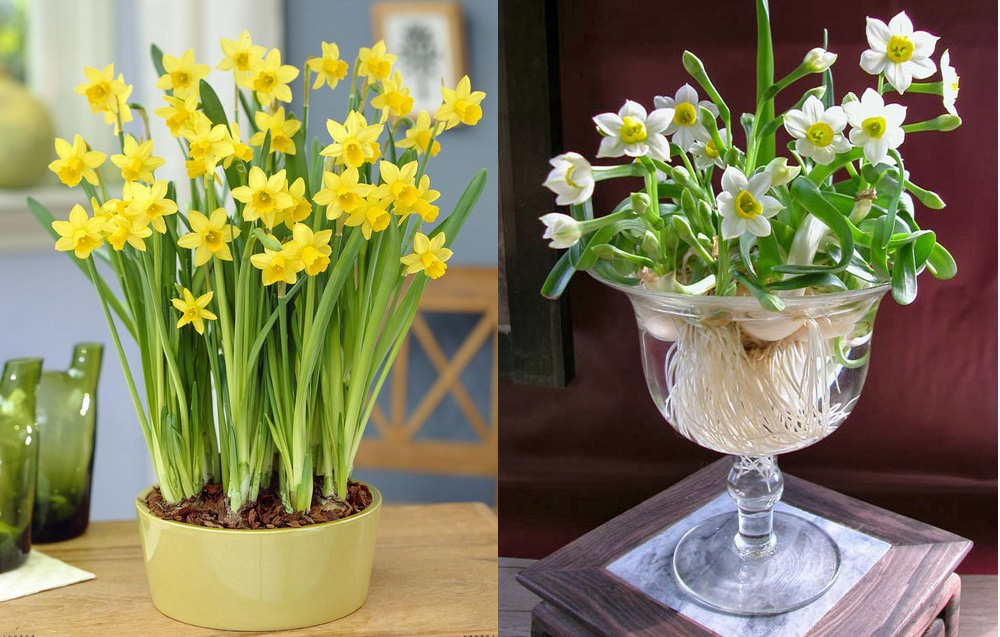 Hình ảnh cận cảnh hai chậu hoa thủy tiên màu vàng và màu trắng dùng để trang trí phòng khách ngày Tết