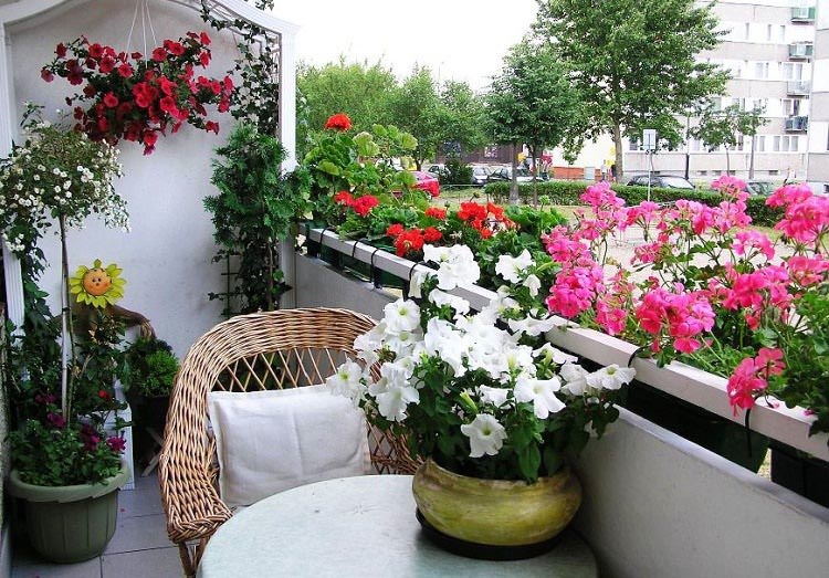 Hình ảnh một bộ bàn ghế nhỏ màu trắng đặt ở ban công căn hộ chung cư, xung quanh có rất nhiều chậu hoa rực rỡ sắc màu treo ở lan can, trên tường