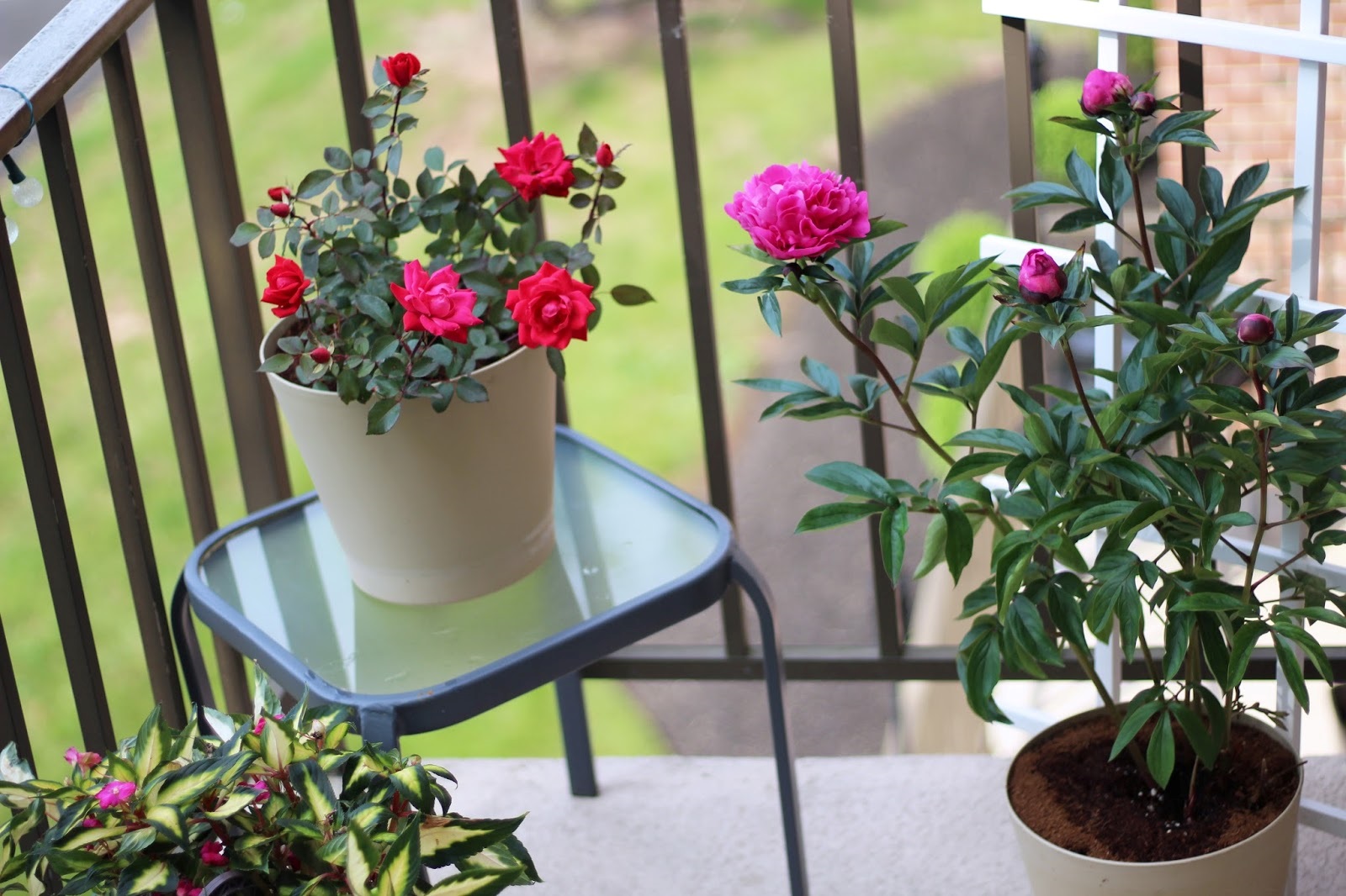 Hình ảnh cận cảnh ba chậu hoa màu đỏ, hồng nở rộ trồng ở ban công căn hộ chung cư