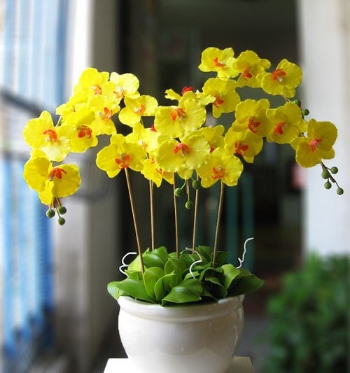 Hình ảnh cận cảnh hoa lan hồ điệp màu vàng được trồng trong chậu sứ màu trắng
