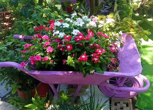 Hình ảnh cận cảnh hoa dạ yến thảo màu sắc rực rỡ được trồng trong xe rùa sơn tím