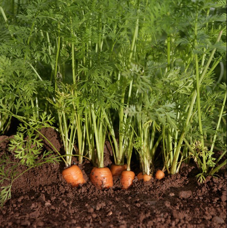 Hình anh cận cảnh những cây cà rốt đã vào vụ thu hoạch