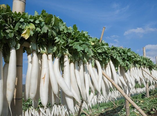 Hình ảnh cận cảnh dãy củ cải trắng đã thu hoạch treo trên hàng rào