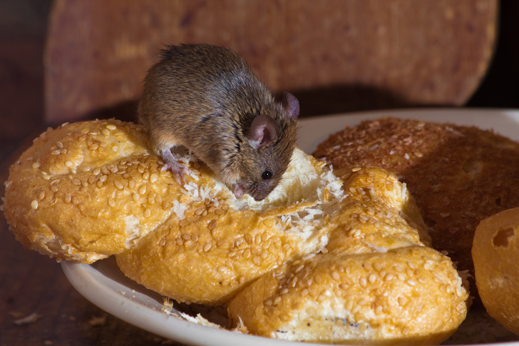 Hình ảnh cận cảnh con chuột đang gặm bánh mỳ