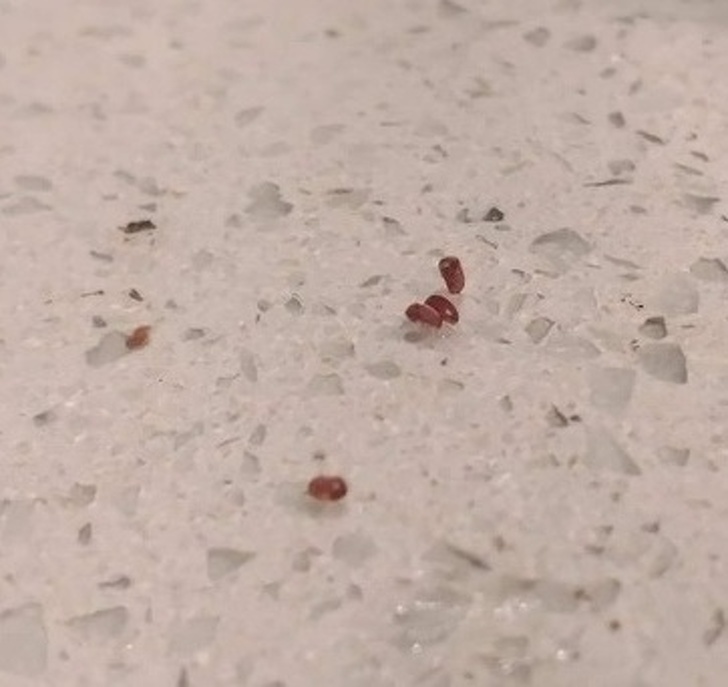 Hình ảnh bọ cánh cứng xâm nhập thức ăn trong phòng bếp