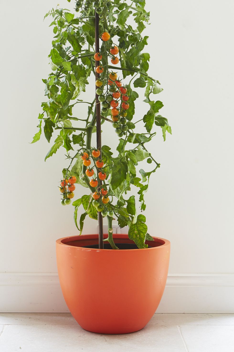 Hình ảnh cận cảnh cây cà chua xanh tốt trồng trong chậu màu cam