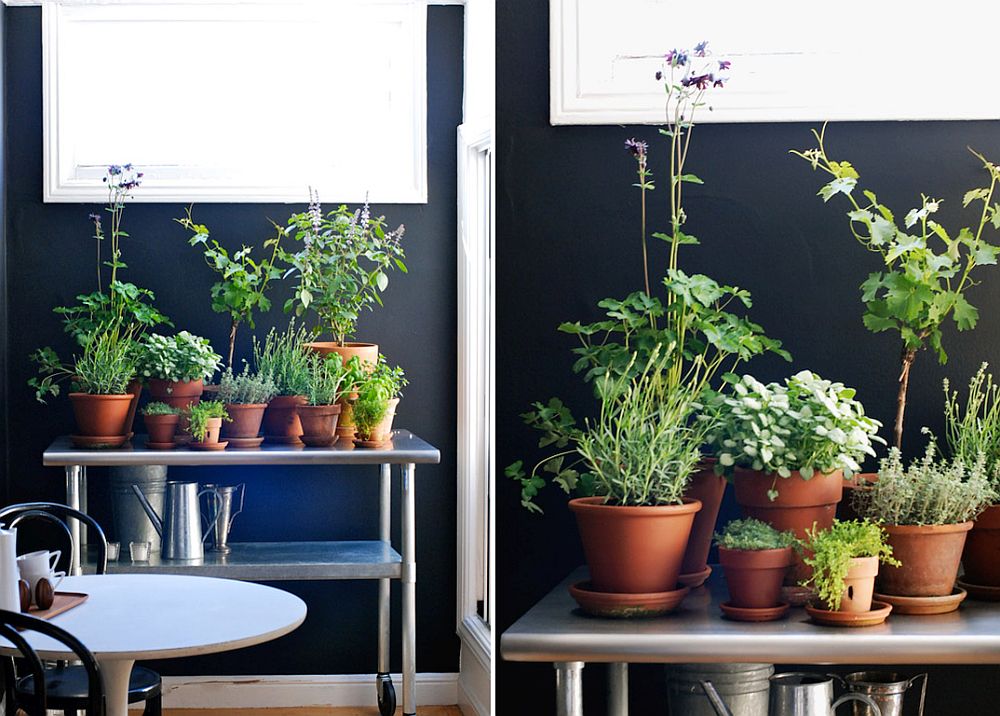 Hình ảnh vườn thảo mộc trên xe đẩy đặt trong phòng bếp