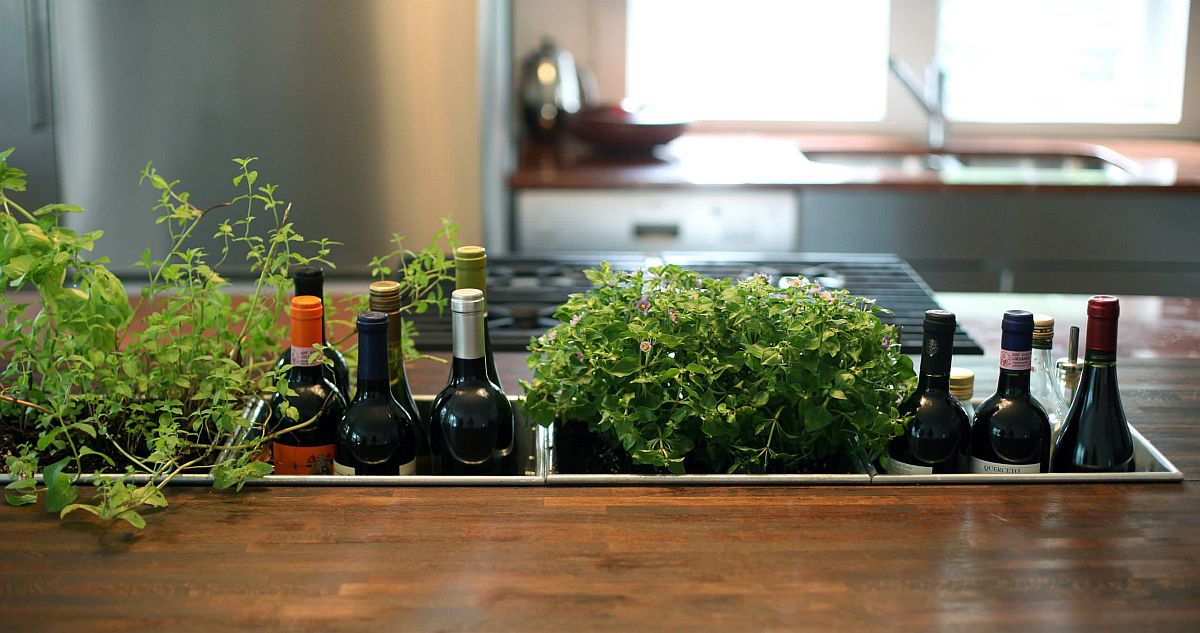 Vườn thảo mộc phòng bếp, với tay là có ngay loại rau gia vị bạn cần
