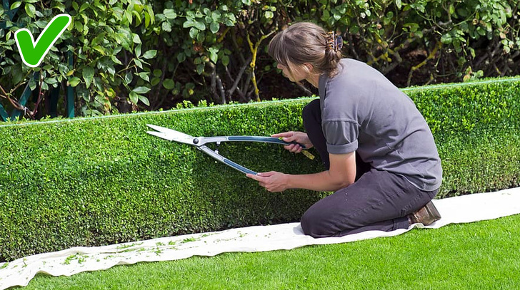 Hình ảnh một người phụ nữ đang cắt tỉa hàng rào cây xanh
