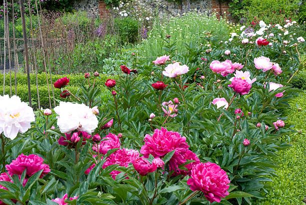 hình ảnh hoa mẫu đơn hồng, đỏ đậm, trắng trồng trong vườn nhà