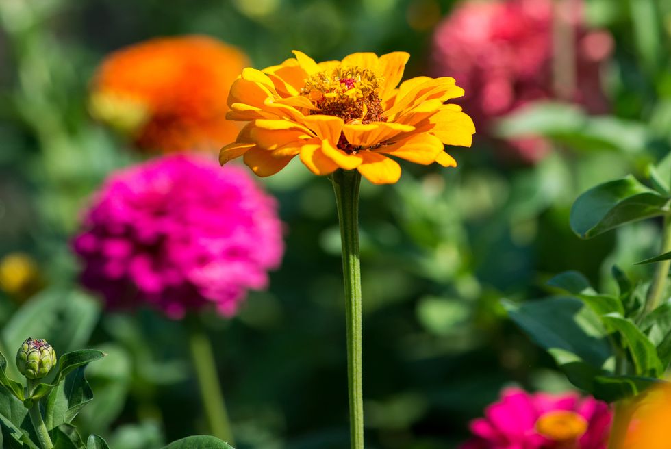 Những loại hoa phổ biến và dễ trồng cho khu vườn mùa hè nhà bạn