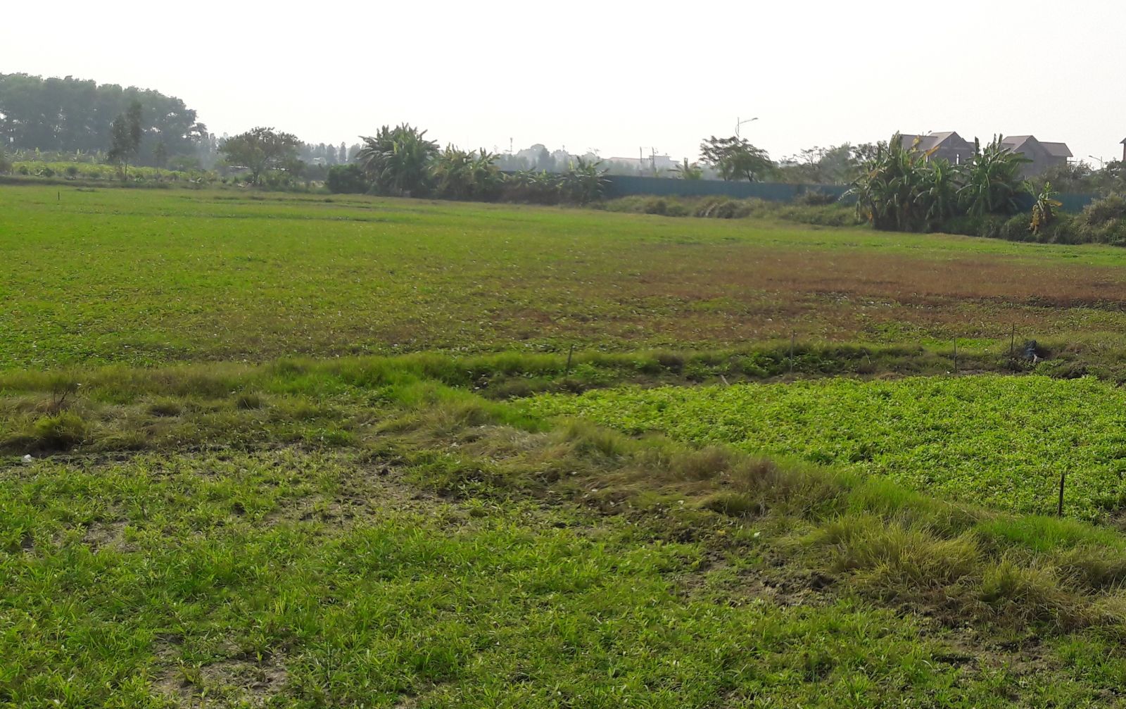 hình ảnh một khu đất nông nghiệp cỏ mọc xanh rờn