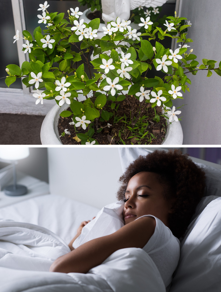 hình ảnh cây hoa nhài được bài trí trong phòng ngủ, cô gái trẻ da màu đang nằm ngủ
