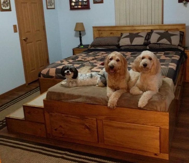 hình ảnh cận cảnh 3 chú chó đang sử dụng giường tiện ích trong phòng ngủ của chủ