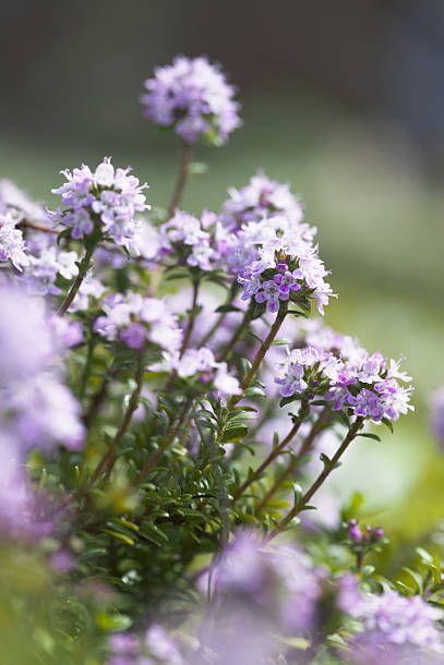 hình ảnh cận cảnh cây xạ hương có hoa màu tím
