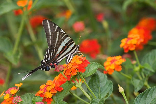 hình ảnh cận cảnh chú bướm đậu trên bông hoa ngũ sắc trong vườn nhà