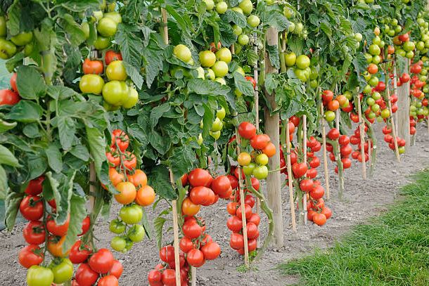 hình ảnh cận cảnh giàn cà chua sai trĩu quả với những quả xanh, quả chịn đỏ mọng