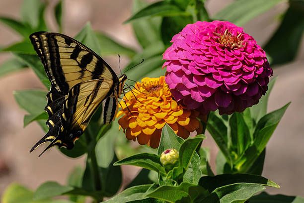 hình ảnh cận cảnh chú bướm đang đậu trên bông hoa cúc Zinnia