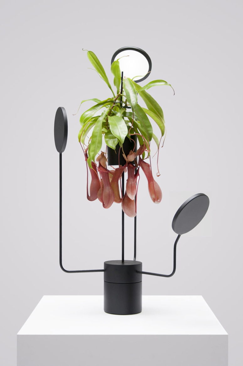 mẫu thiết kế chậu trồng cây độc đáo