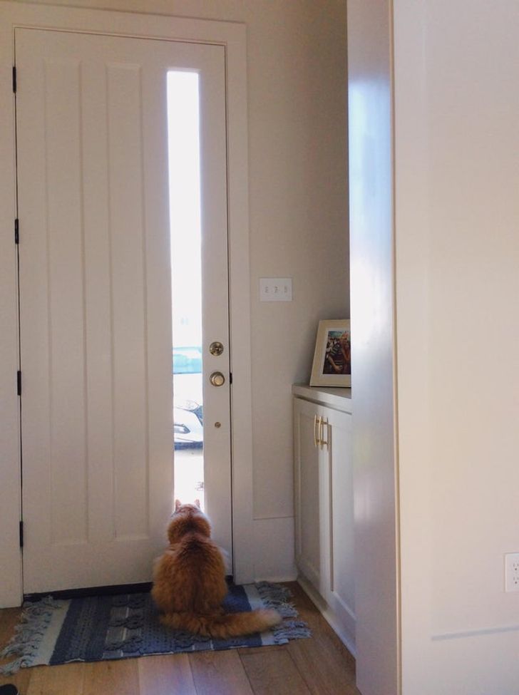 hình ảnh chú chó ngồi ở cửa trước mở ra ngoài nhà