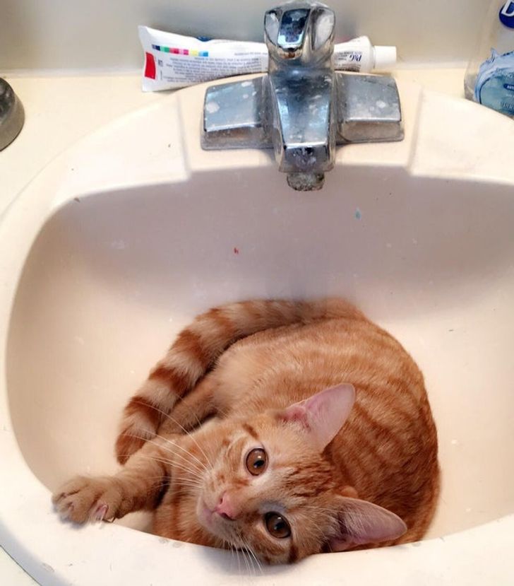chú mèo nằm trong bồn rửa mặt