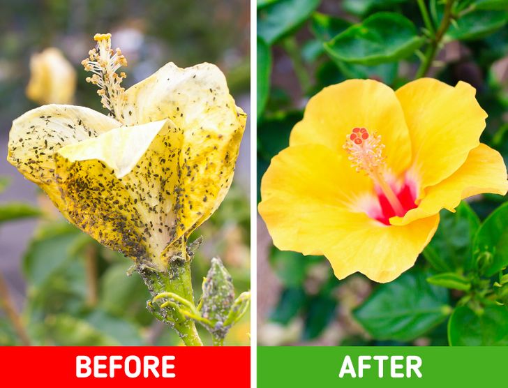 hình ảnh cận cảnh bông hoa màu vàng trước và sau khi dùng baking soda để loại bỏ rệp đen
