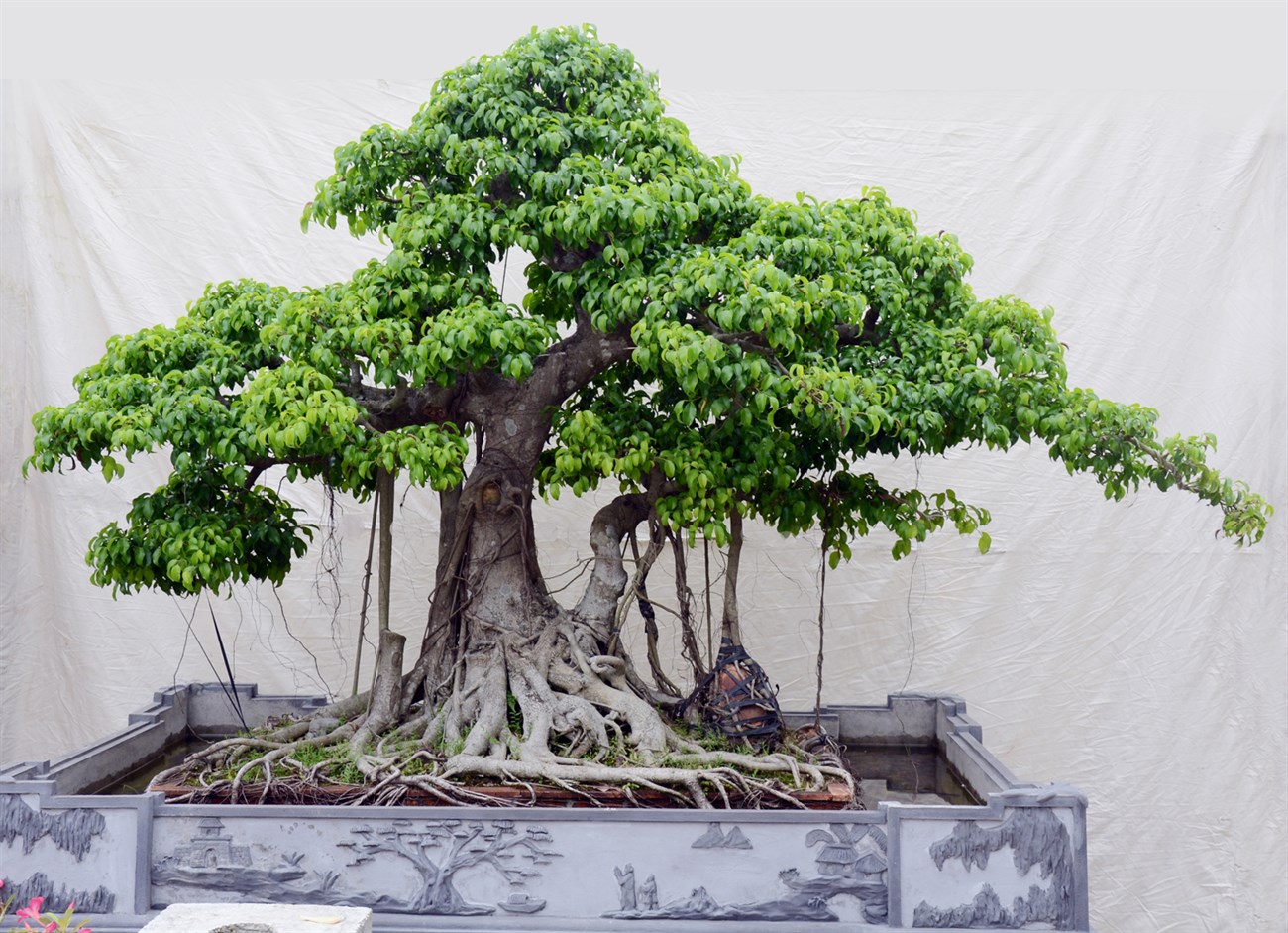hình ảnh cận cảnh cây si bonsai
