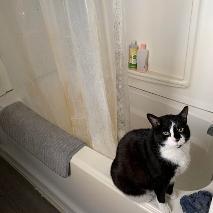 hình ảnh chú mèo đen - trắng ngồi trên thành bồn tắm, rèm voan màu trắng mỏng mảnh