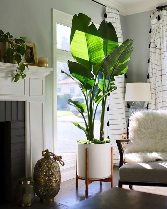 Một chậu cây chuối cảnh lớn, xanh mướt và sạch sẽ là lựa chọn phù hợp cho khu vực cửa sổ phòng khách.