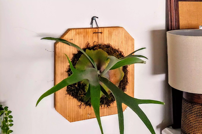 Một cây dương xỉ sừng được gắn bên cạnh chiếc đèn và khung ảnh cổ điển.