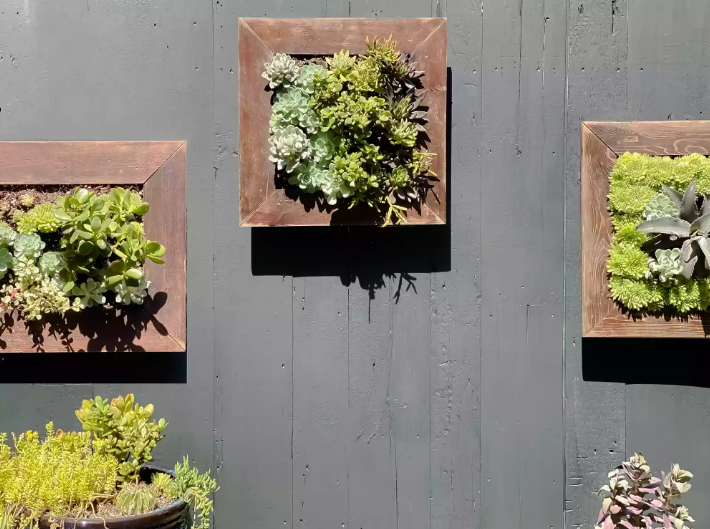 hình ảnh những khay trồng cây mọng nước gắn trên tường màu xám