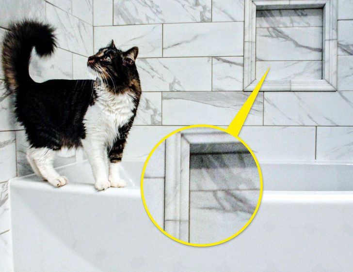 hình ảnh cận cảnh chú mèo đứng trong phòng tắm