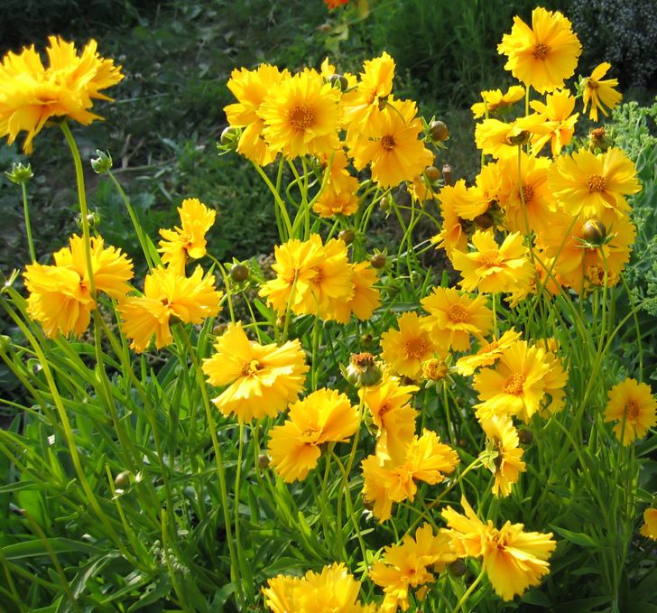 hình ảnh cận cảnh cây hoa cúc duyên đơn màu vàng rực rỡ