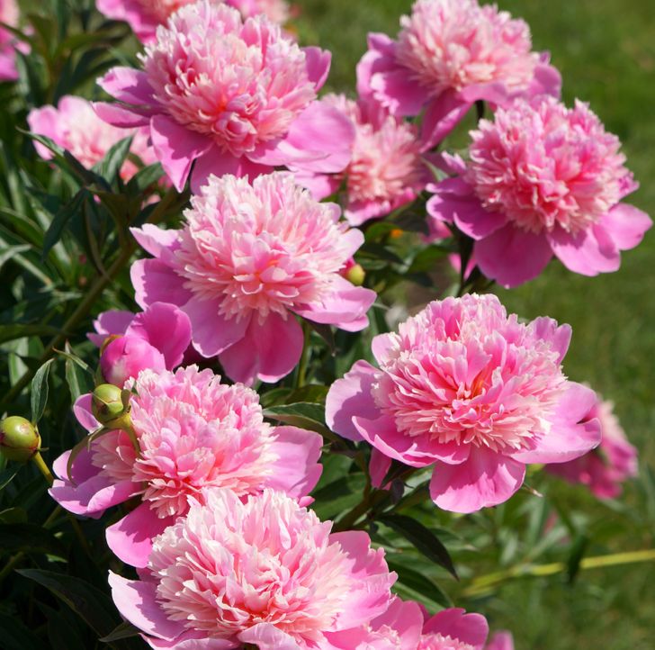 hình ảnh cận cảnh cây hoa mẫu đơn màu hồng